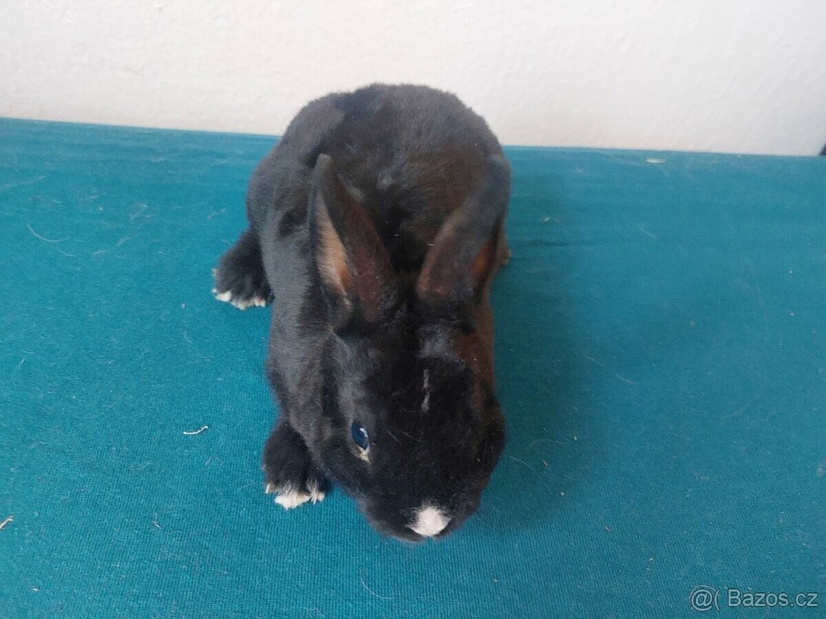 Zakrslý králík rex černý - 2
