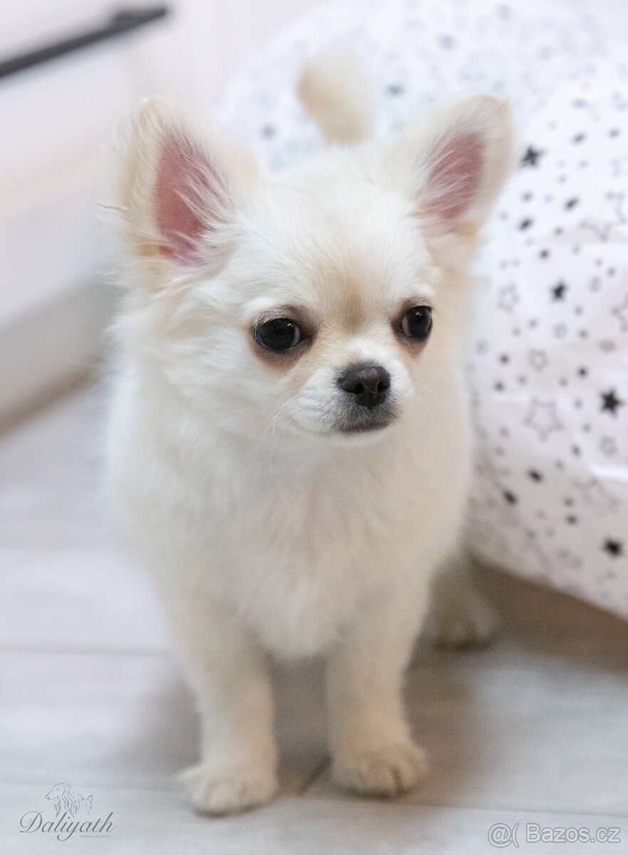 Čivava dlouhosrstá s PP - 2