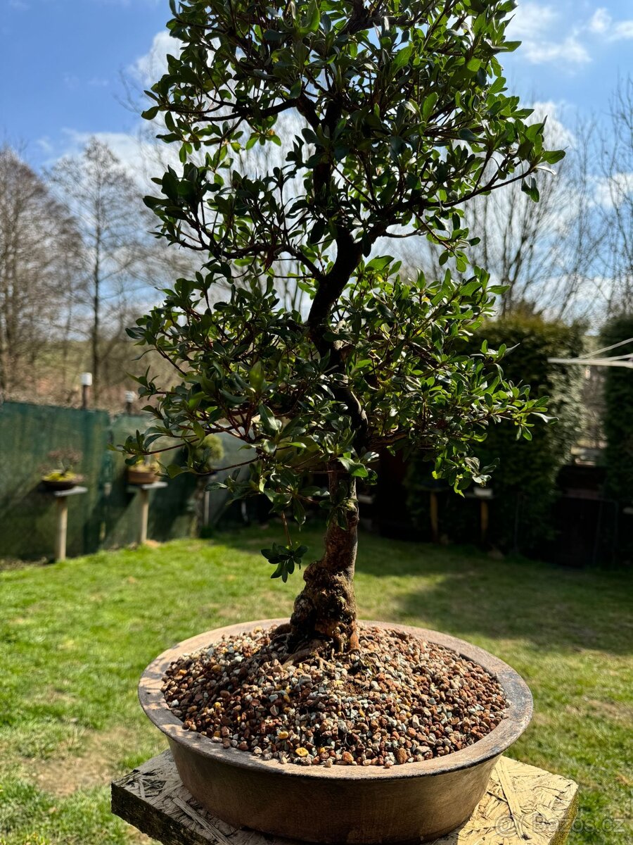 Bonsaj,bonsai Japonske Azalky - 2