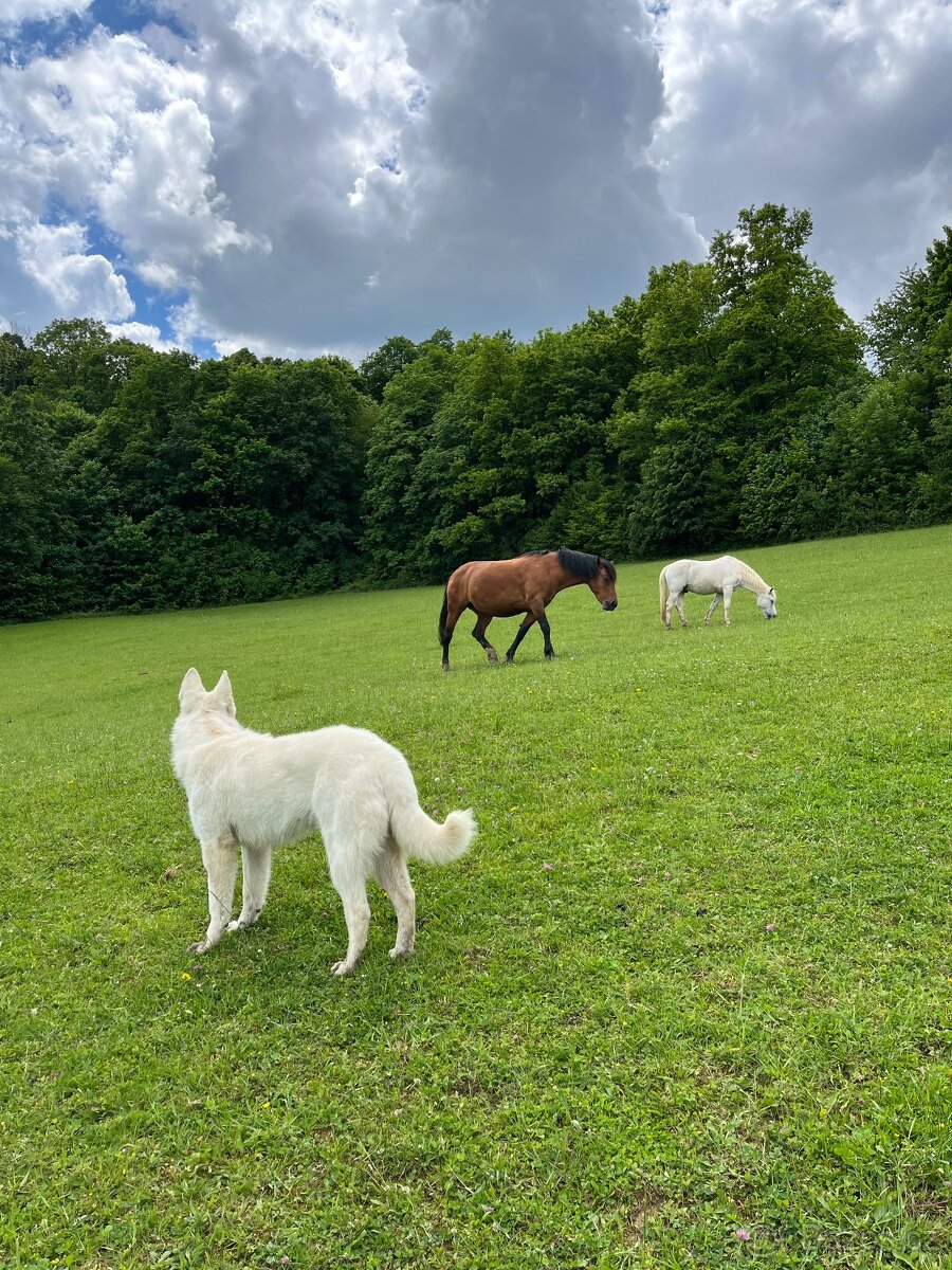 kobyla ČT/hucul - 2