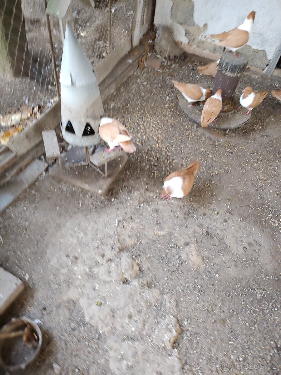 Prodám holuby moravský pštros žlutý - 2