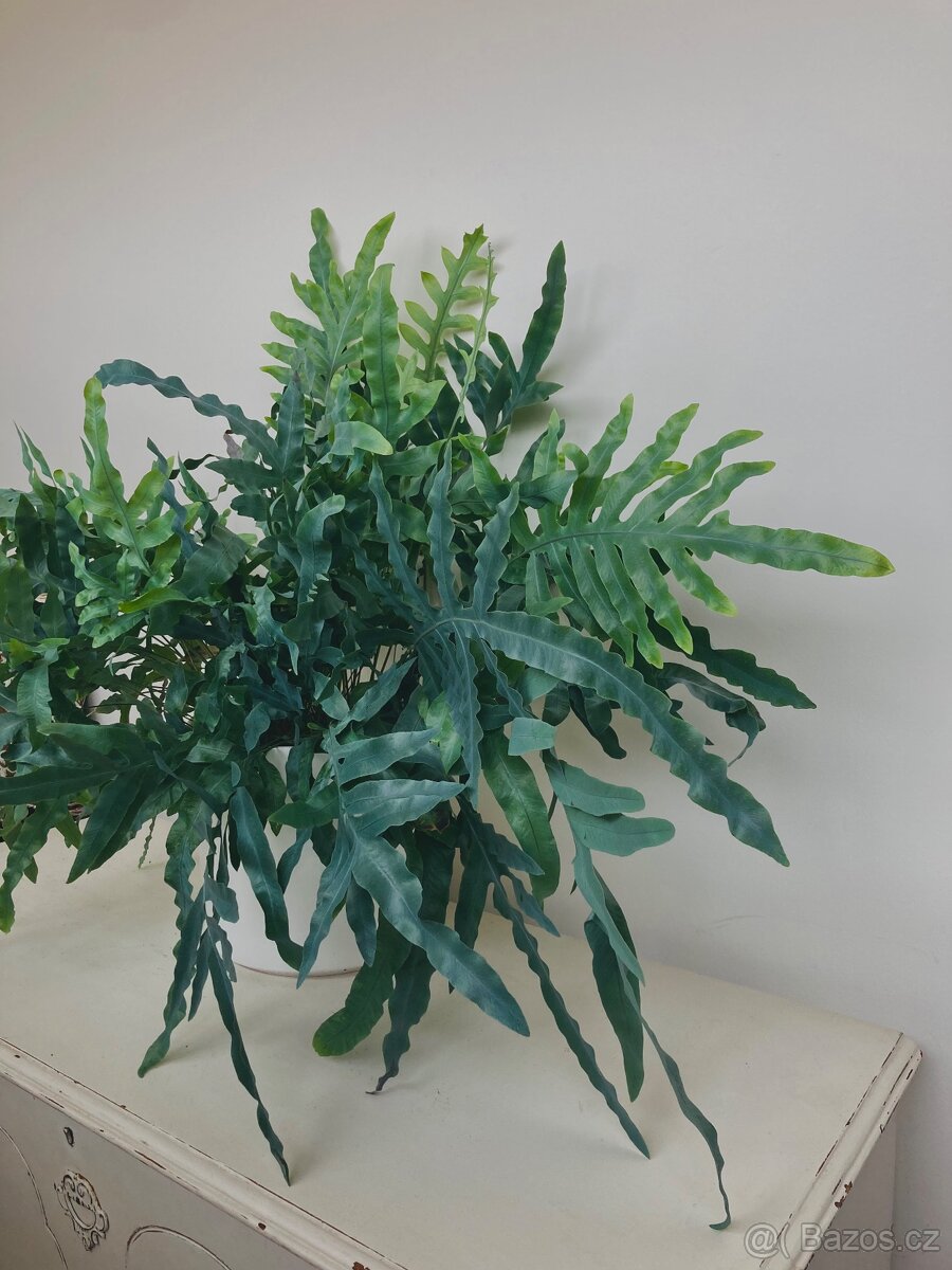 Živá rostlina Tečkovka, Phlebodium Aureum - 2