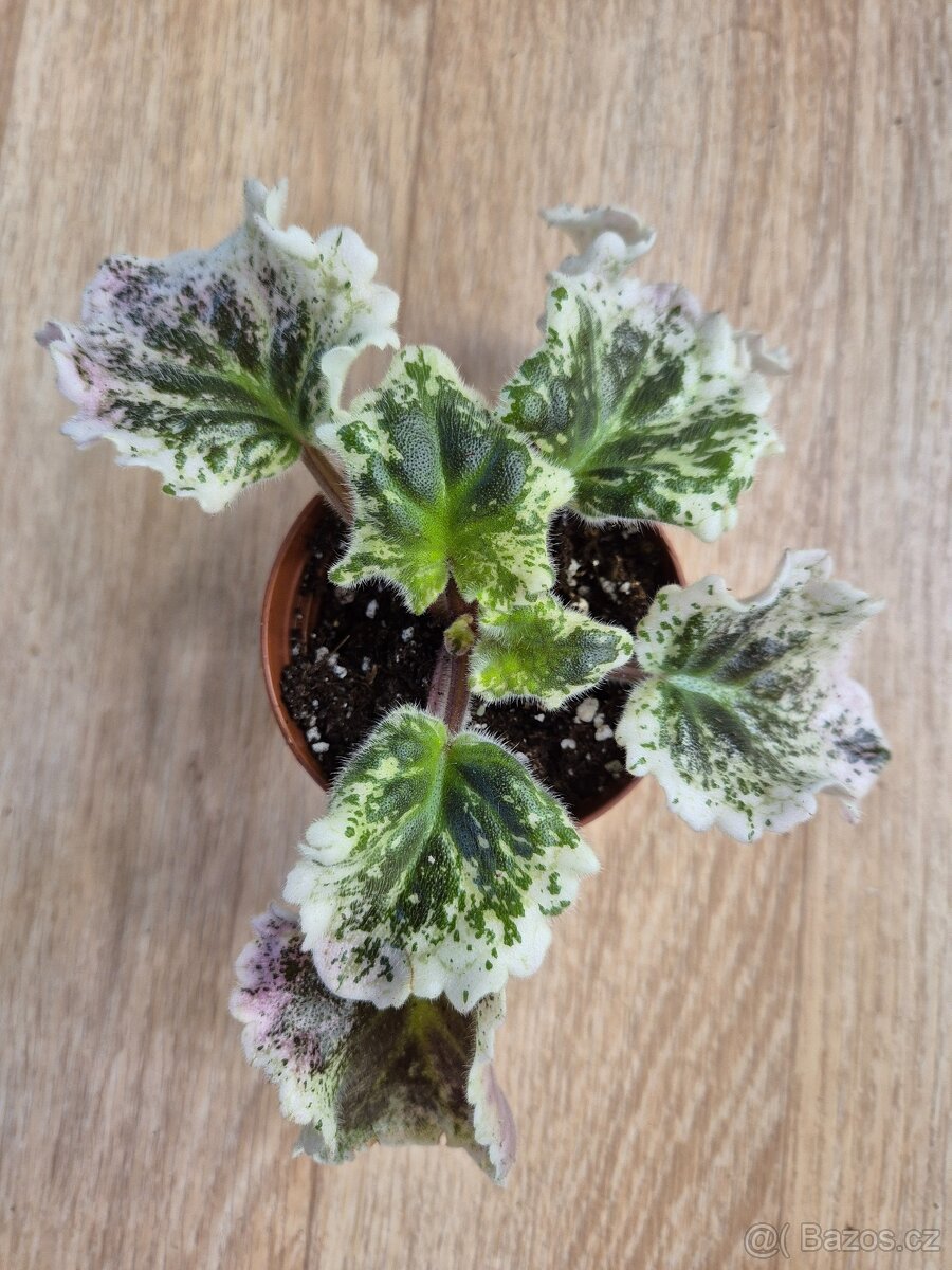 Africké fialky - Saintpaulia - 2