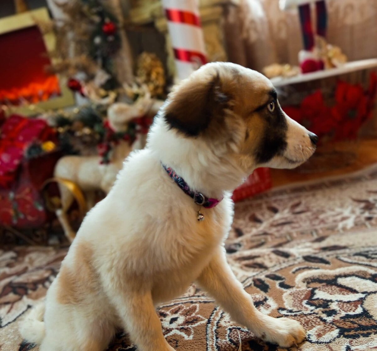 Štěňátko Australský ovčák x Německý špic - 2