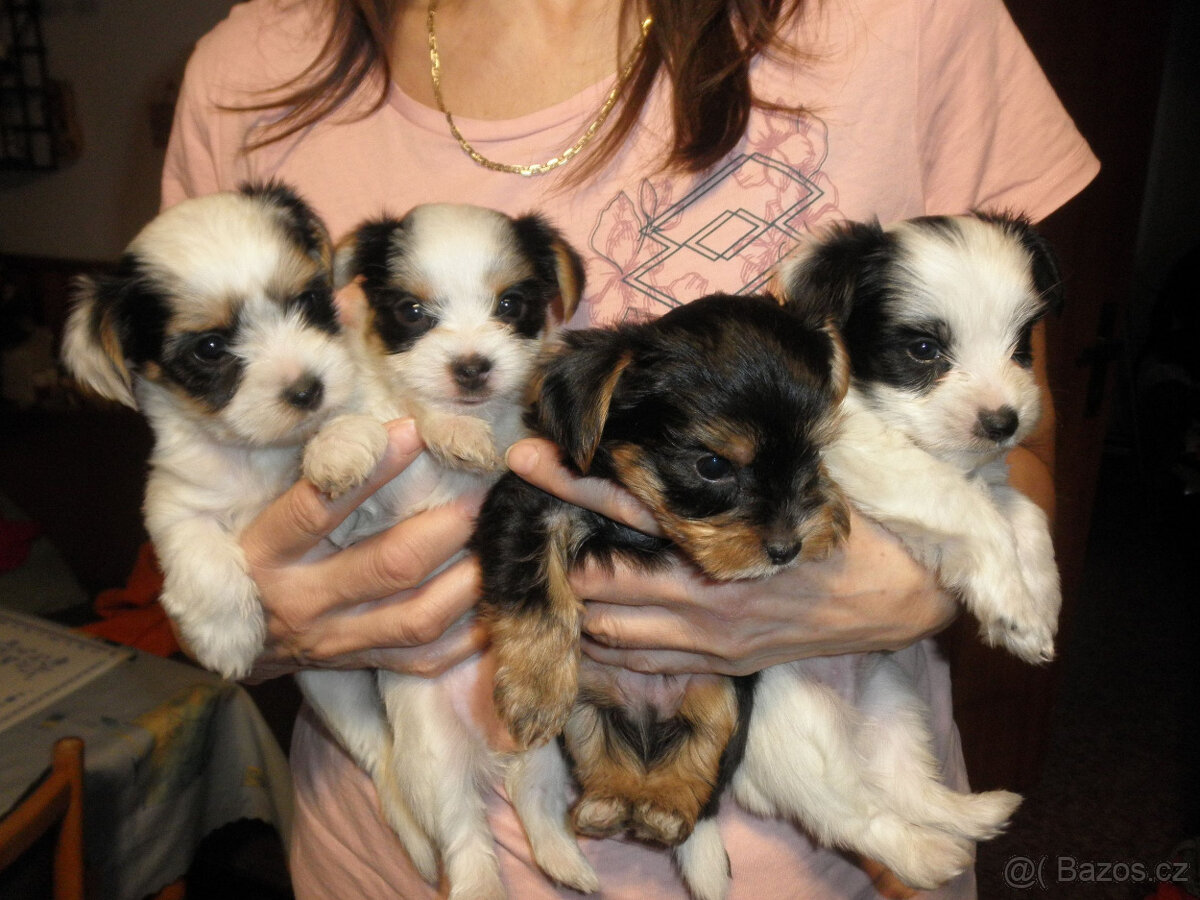 Jorkšírský teriér - 2