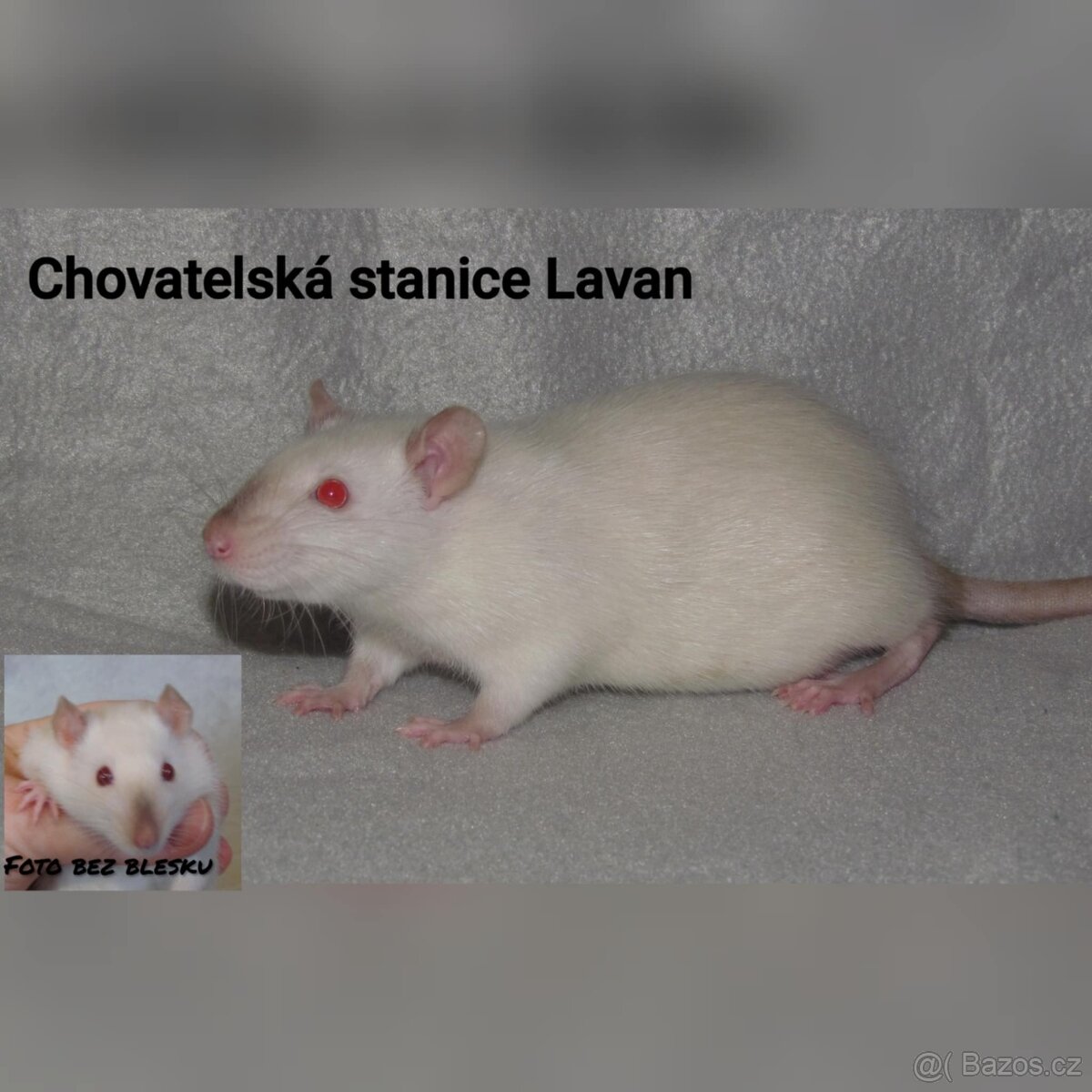 Potkaní kluci s rodokmenem - 2