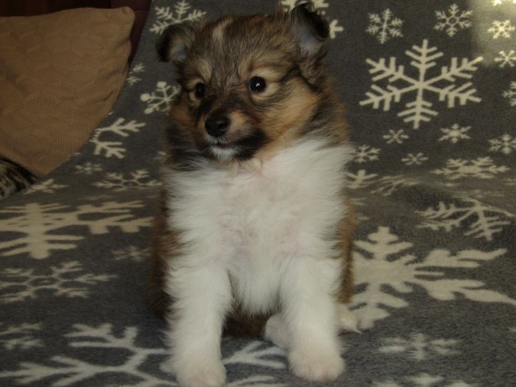 Sheltie/šeltie s PP - 2