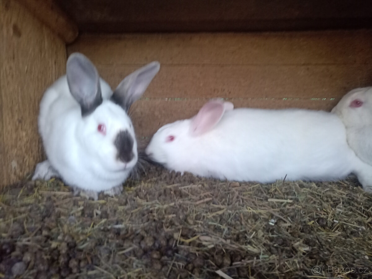 Brojlerový králík Hyla F1 - 2