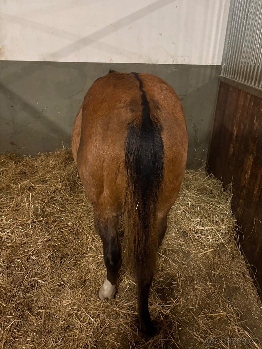 Quarter horse žrebec - 2