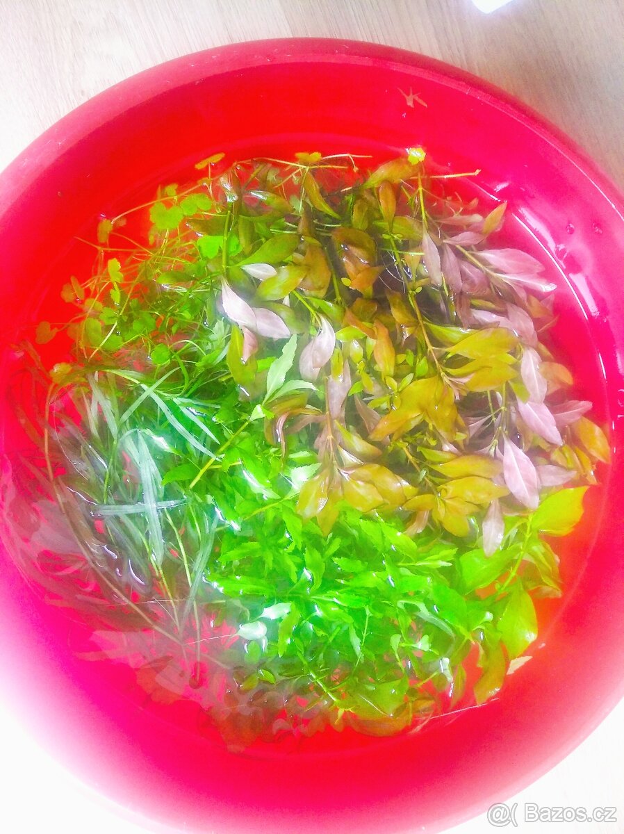 Akvarijní rostliny - 2