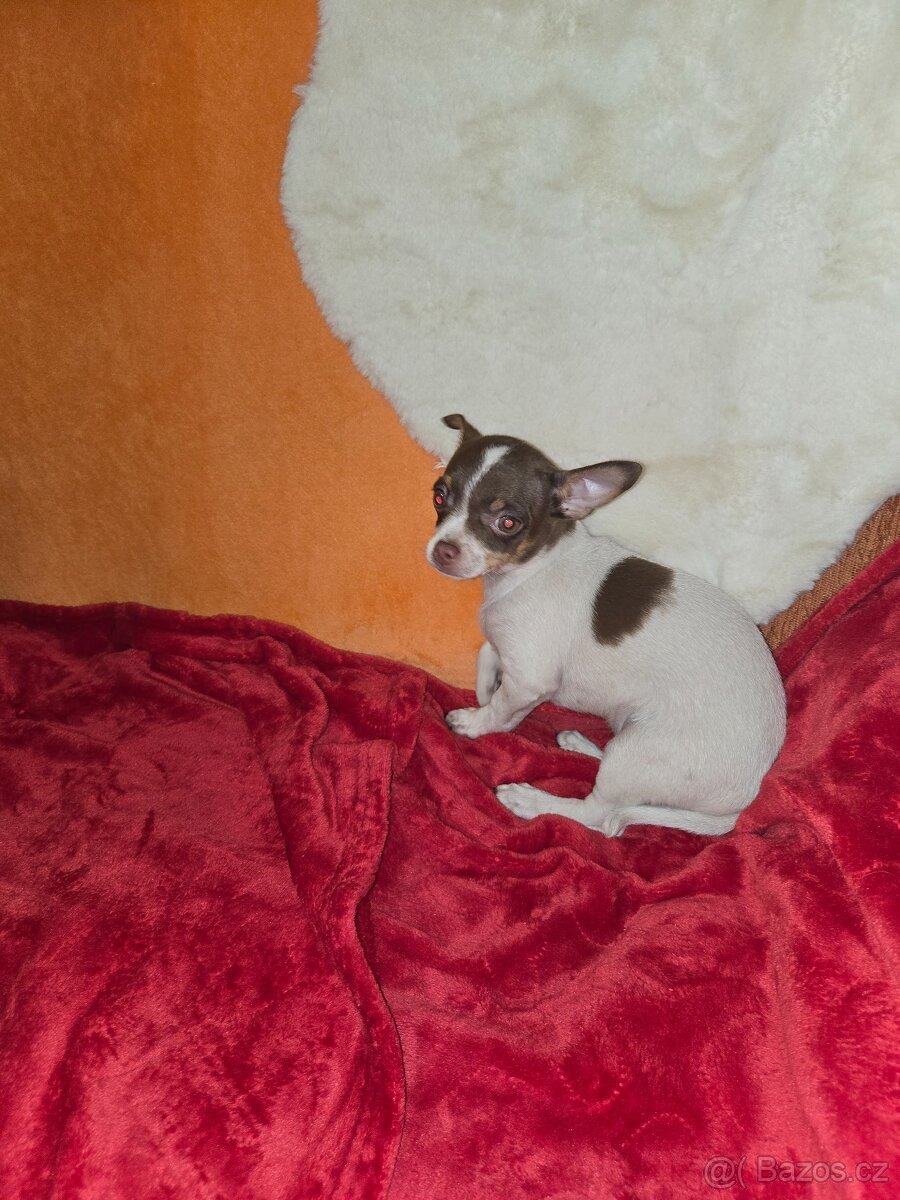 ČIVAVA KRÁTKOSRSTÁ čoko pejsek - 2