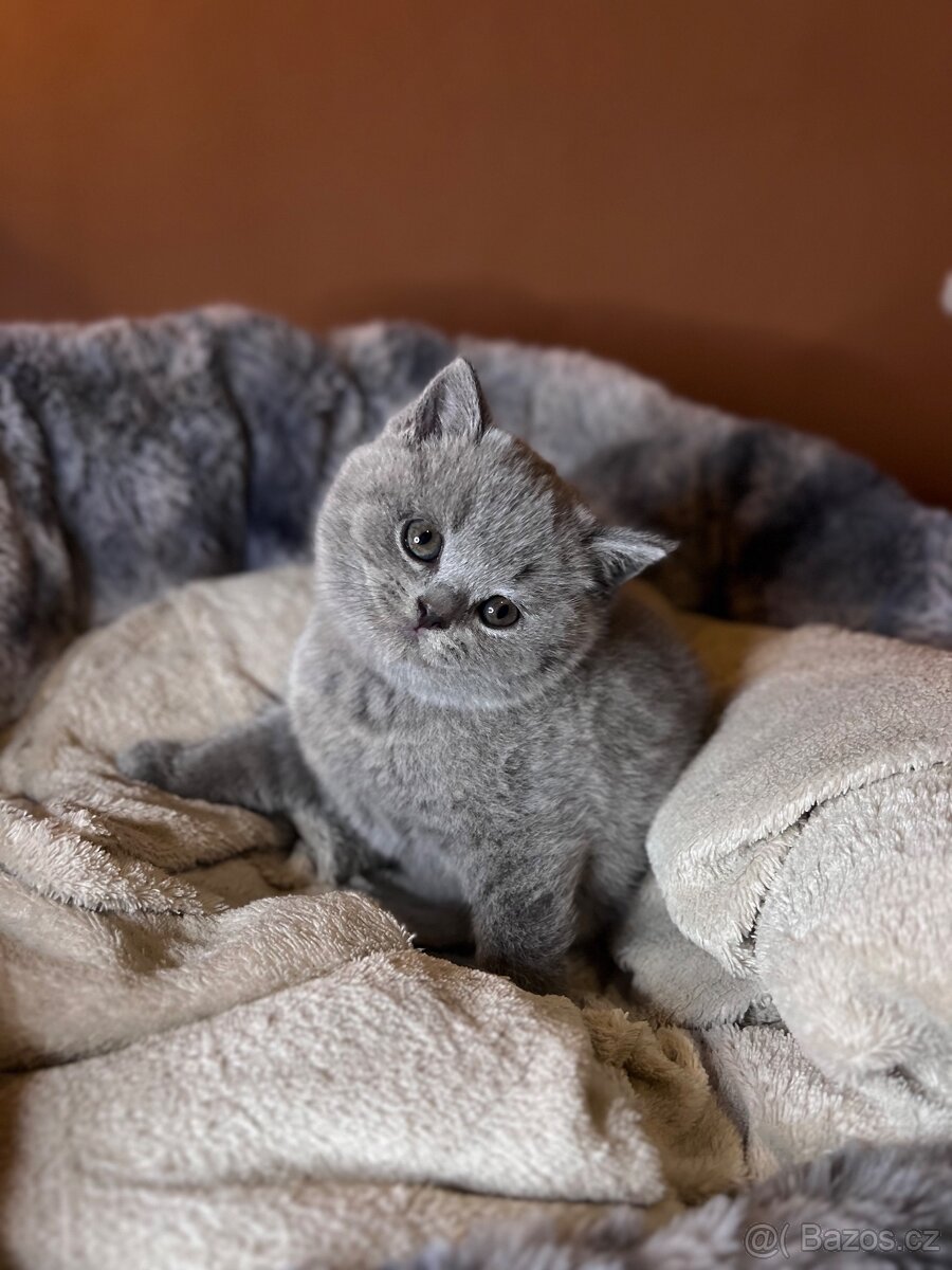 Krásná britská koťátka s PP - 2