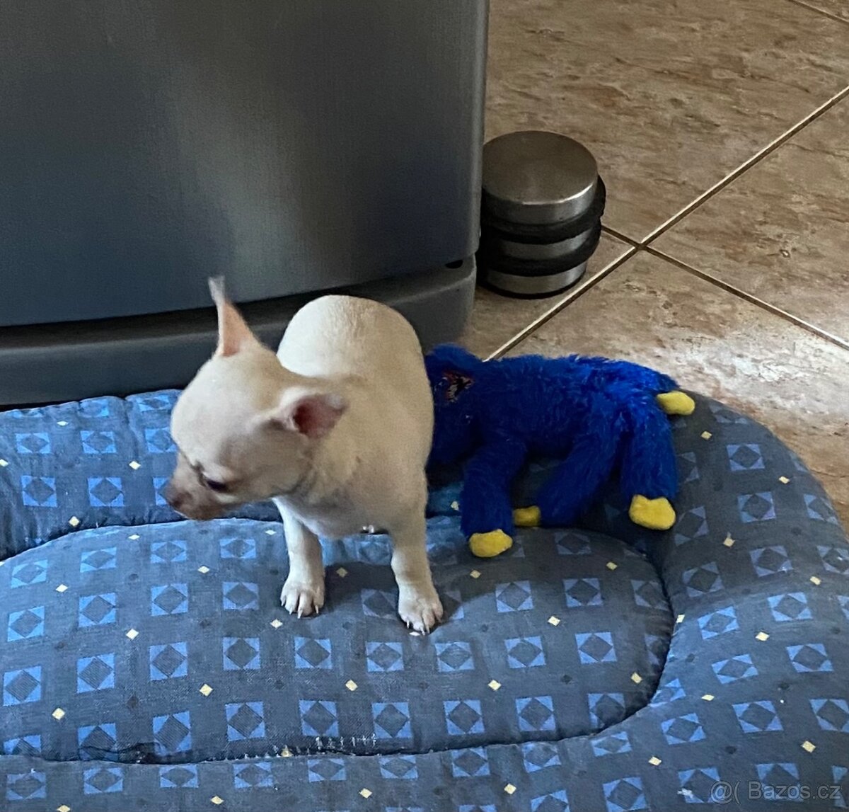 Čivava - FENKA bez PP - 2