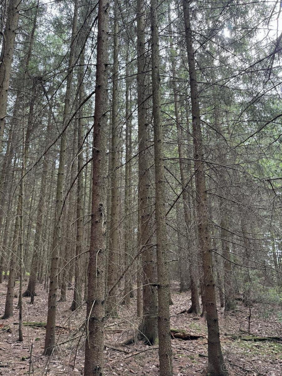 Prodám lesní pozemky v k.ú. Křenovice - 2