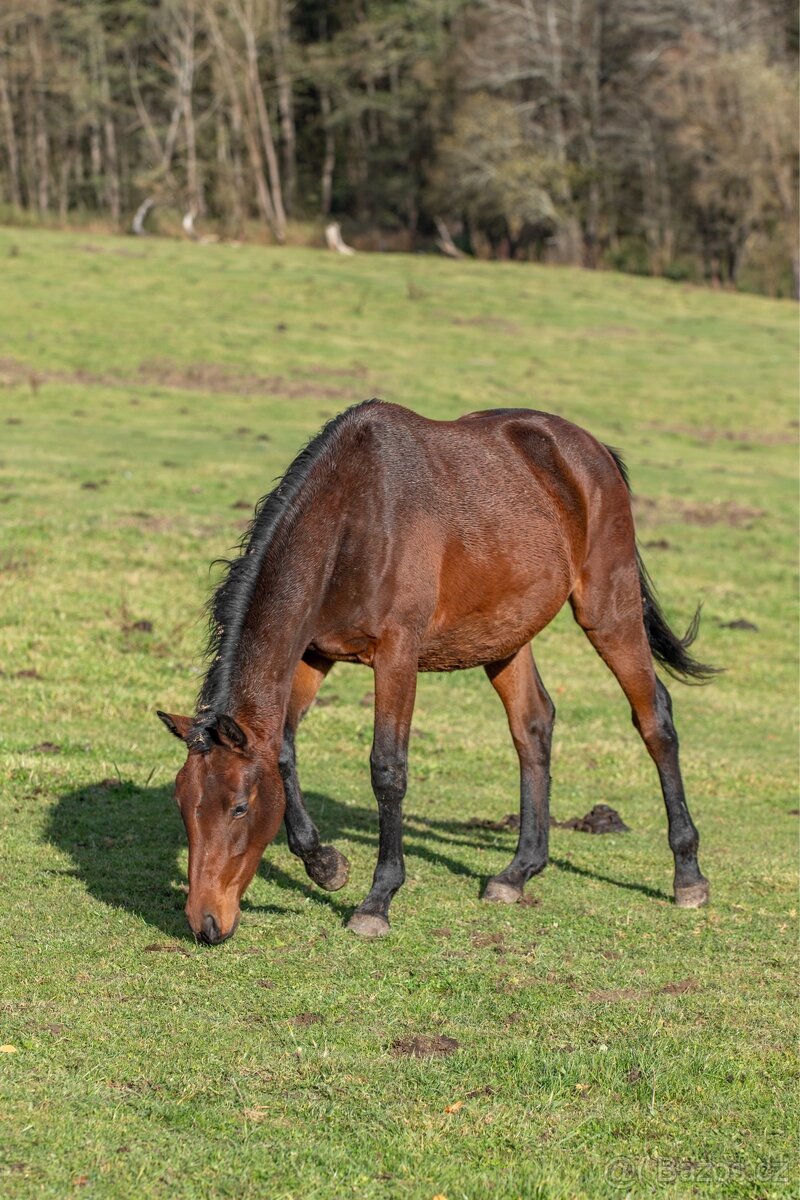 Menši klisnička po Eldorado 45 - 2