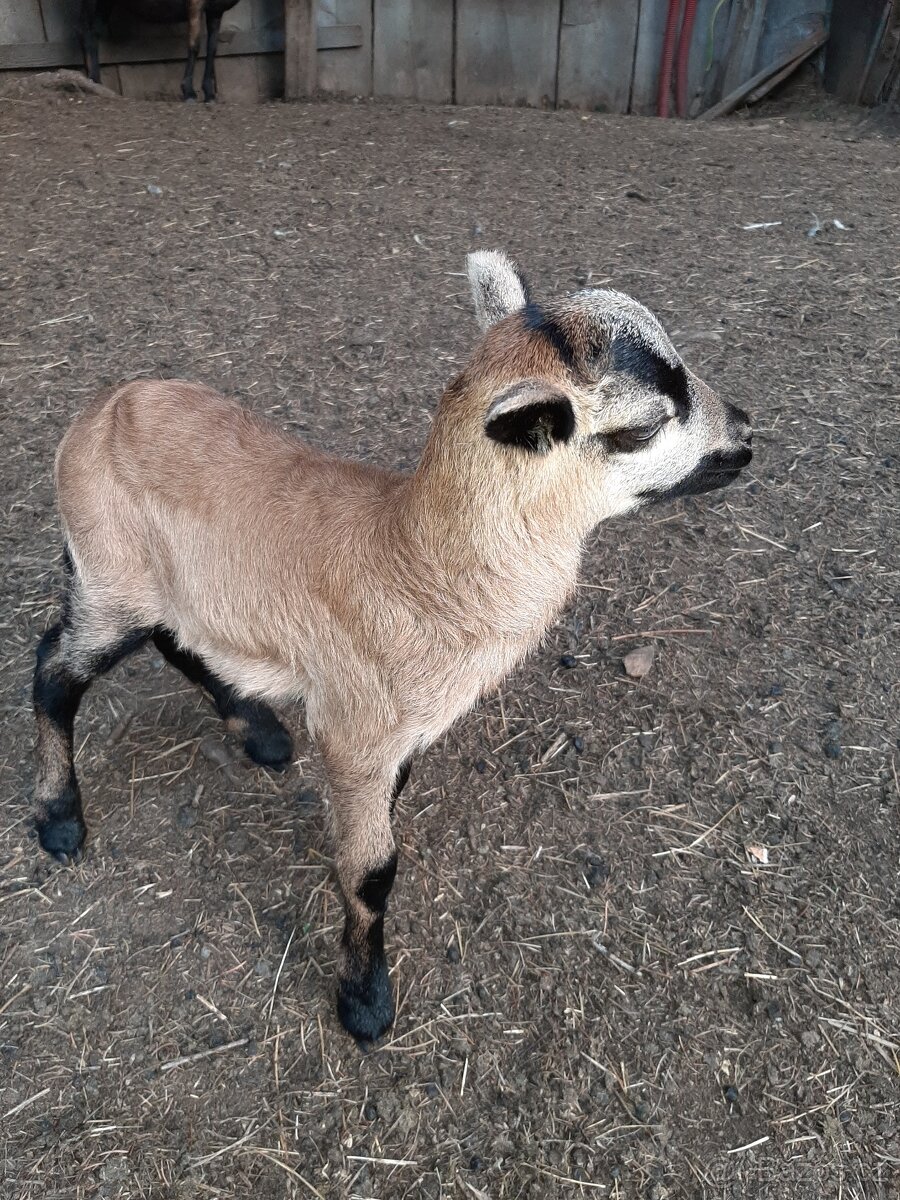 Kamerunské ovečky - 2