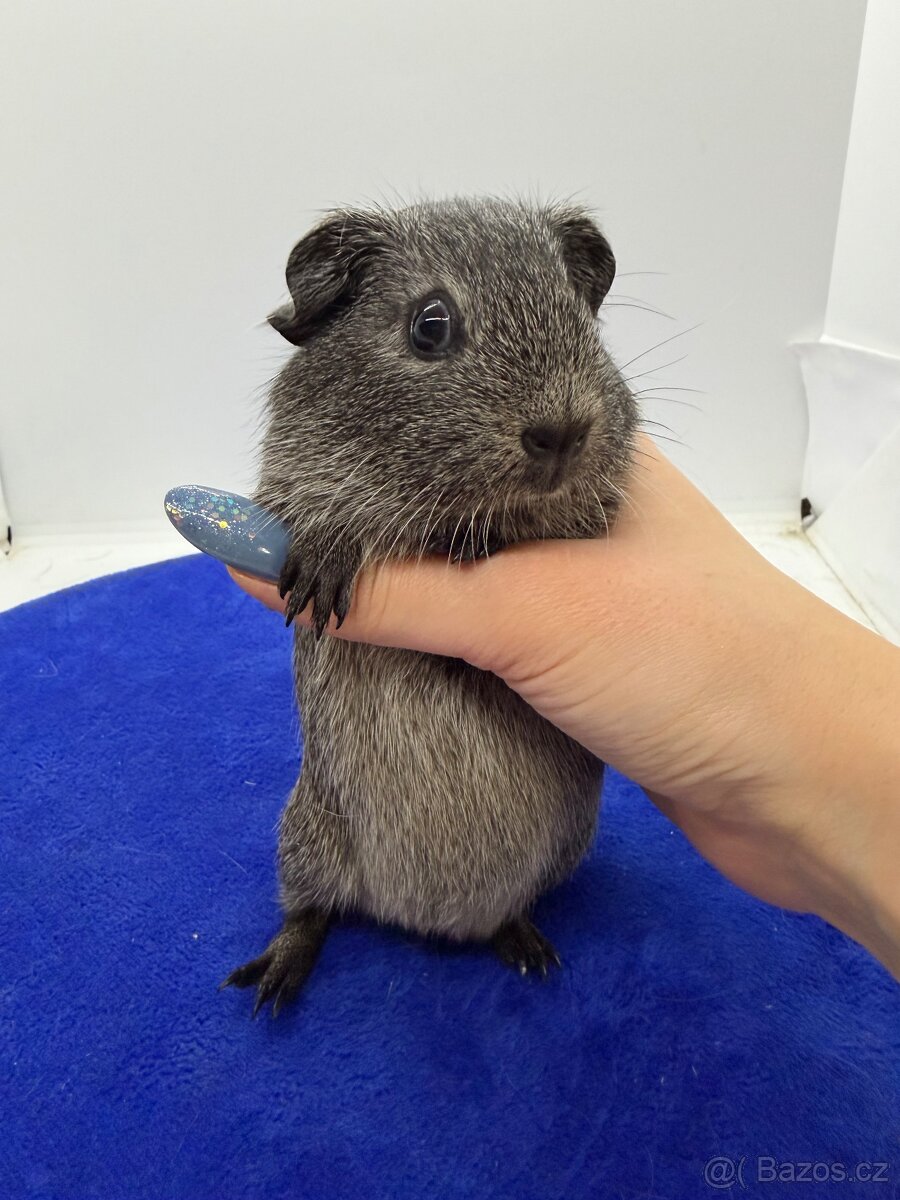 Morče hladke sameček aguti černá/bílá - 2