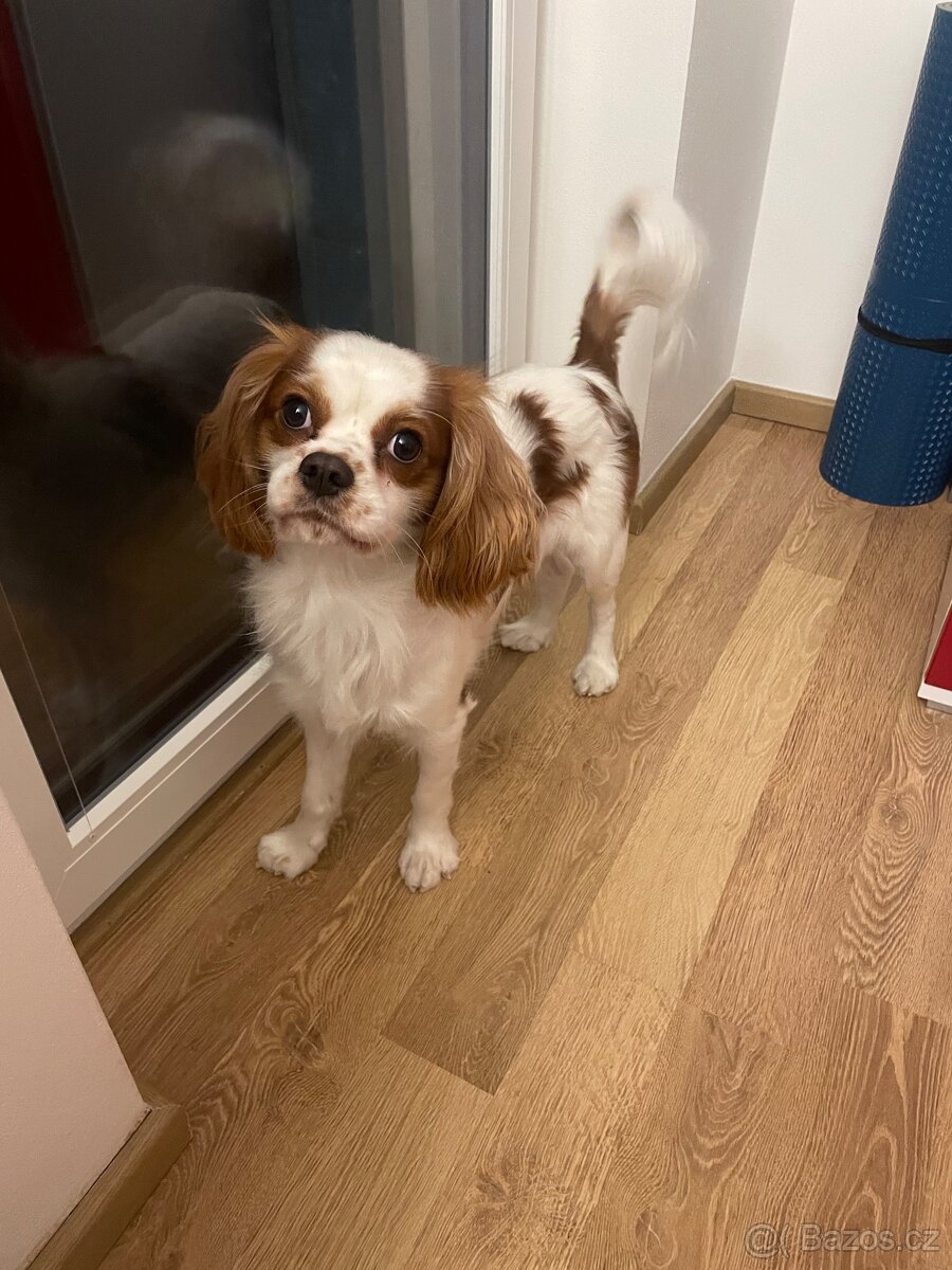 Krytí king charles španěl bez PP - 2