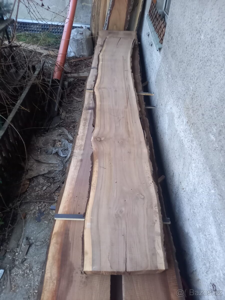 Americký ořech / ořešák černý - 2