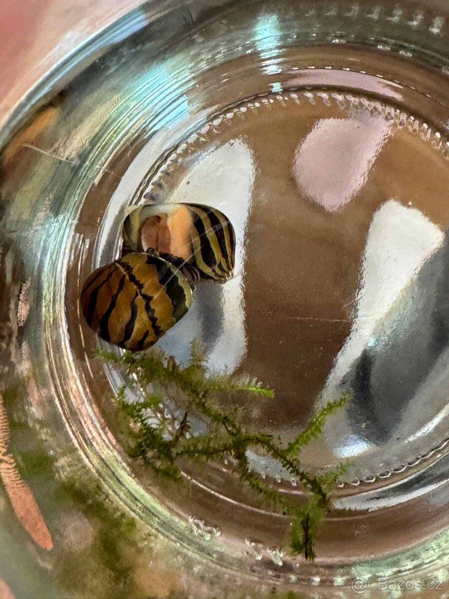 Darujeme sneky do akvaria - 2