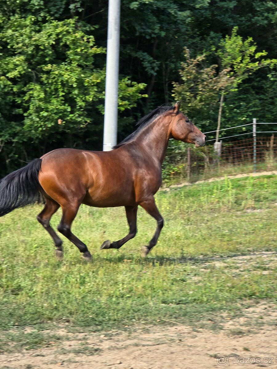 Klisna ČSP s PP - 2
