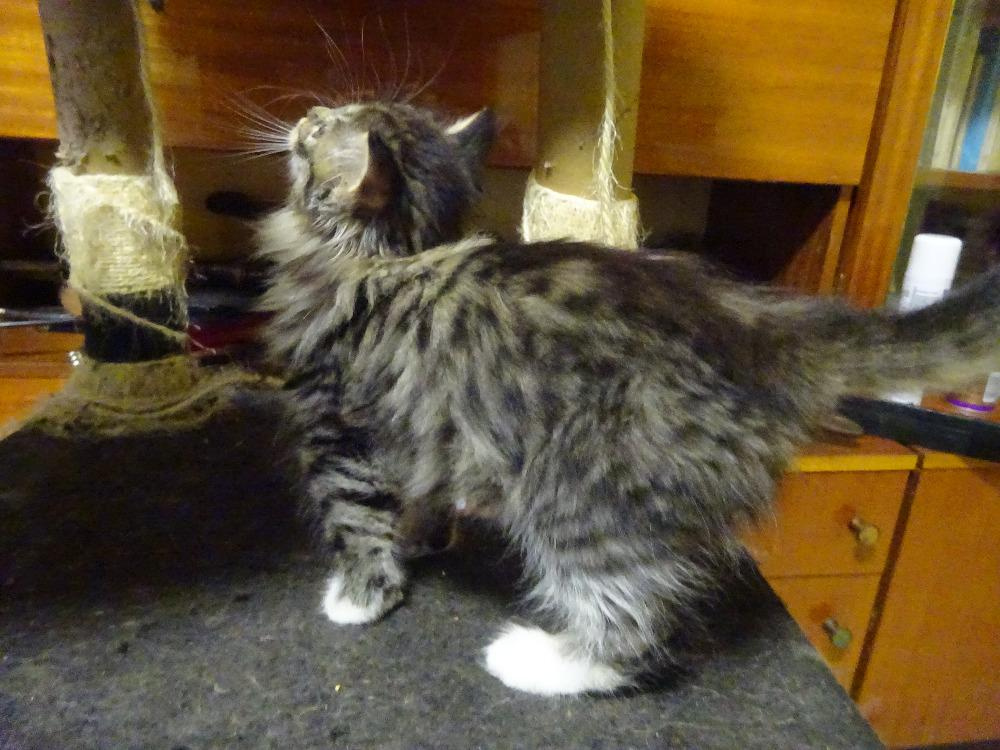 NABÍZÍM KŘÍŽENOU KOČIČKU (MAINSKÁ x SIBIŘSKÁ) - 2