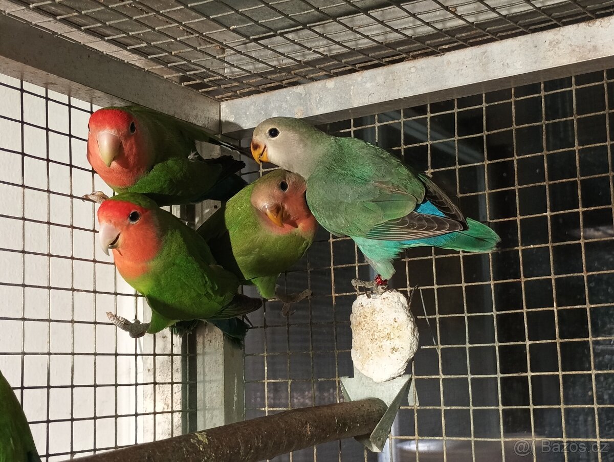 Prodám papoušky mnohobarvé - 2