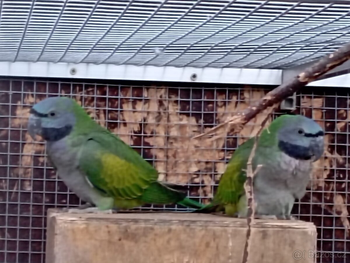 Alexandr malý, Alexandr čínský - 2