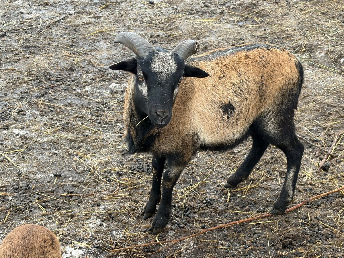 Kamerunský beránek - 2