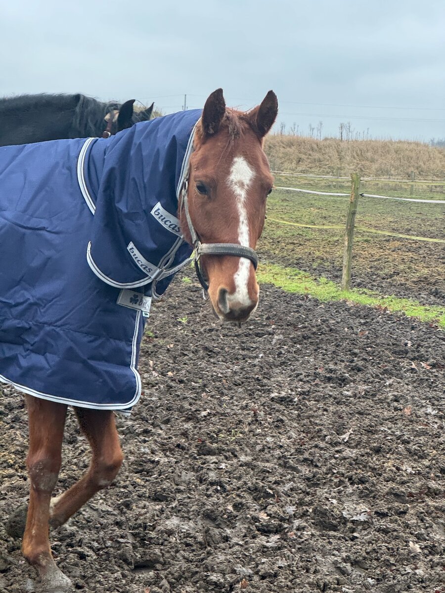 Valach po Aristo Z - 2