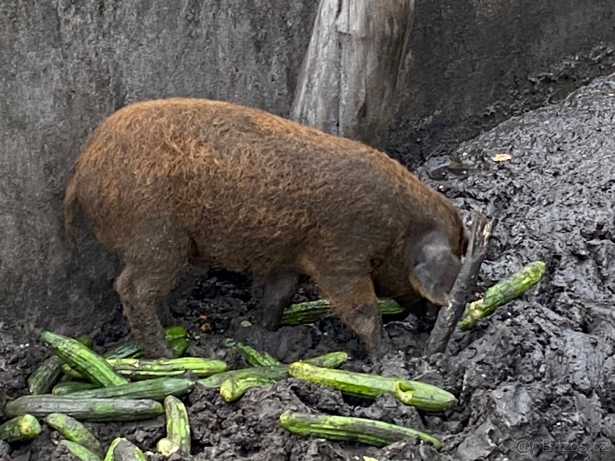 Čistokrevna Mangalice - 2