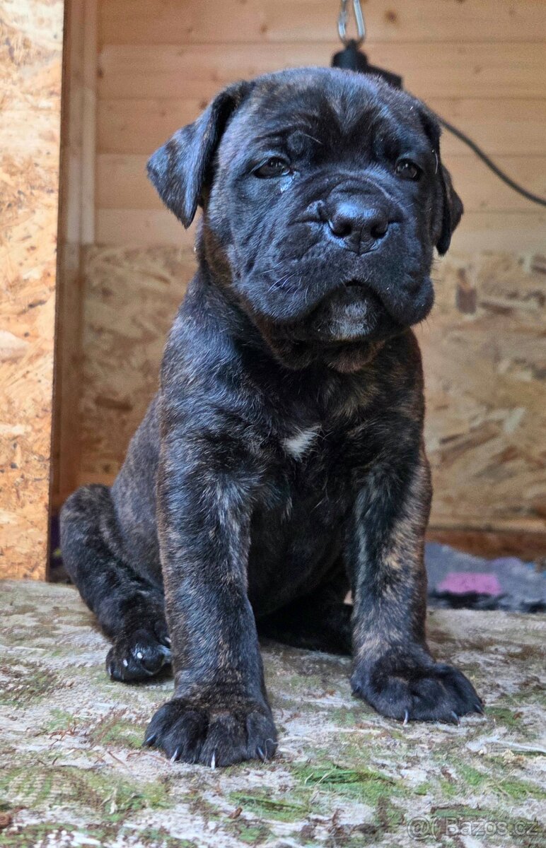 Cane corso s PP - 2