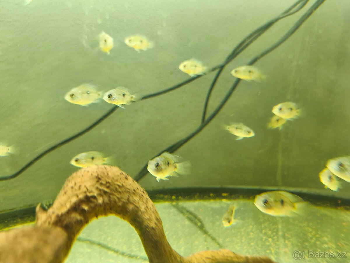 Akara modrá - 2