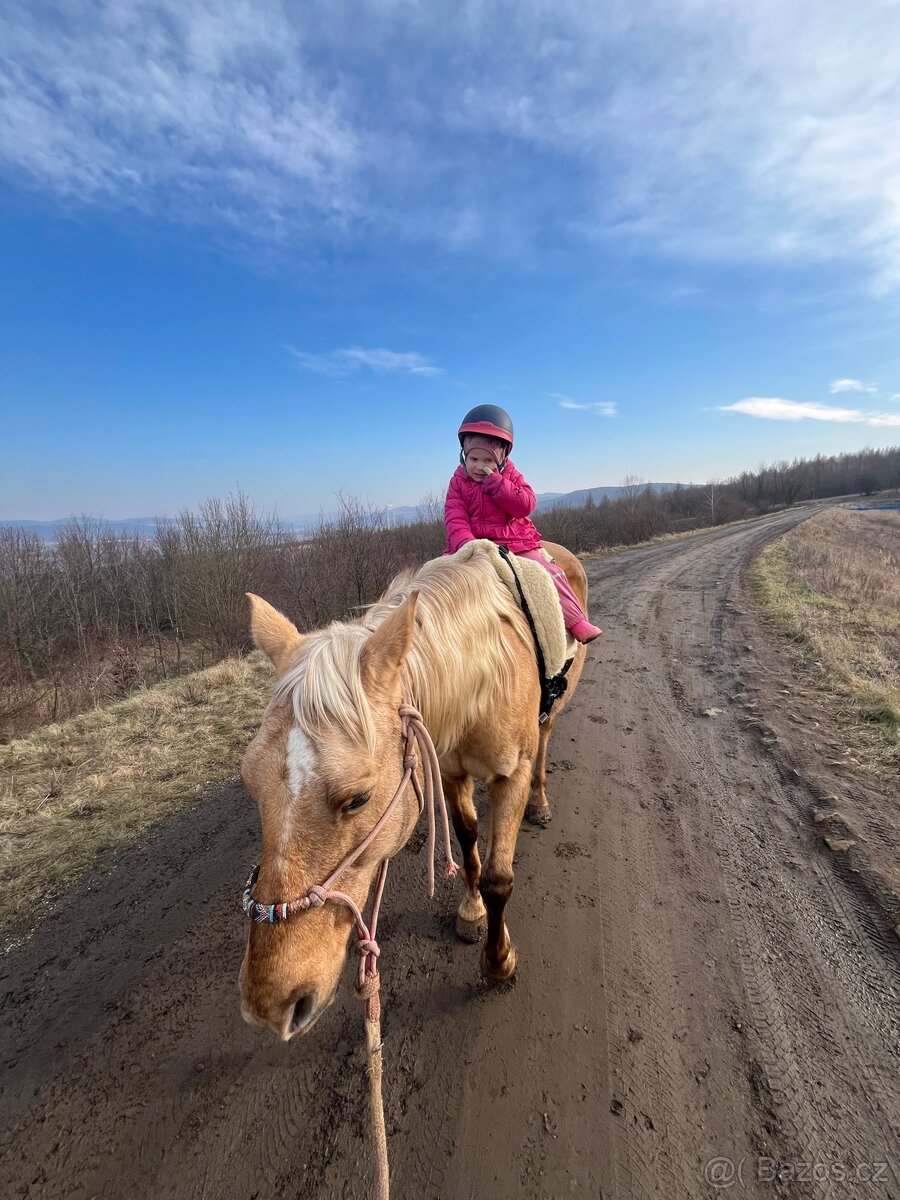 Prodám březí kobylku qh My Chex Roayal Lady - 2
