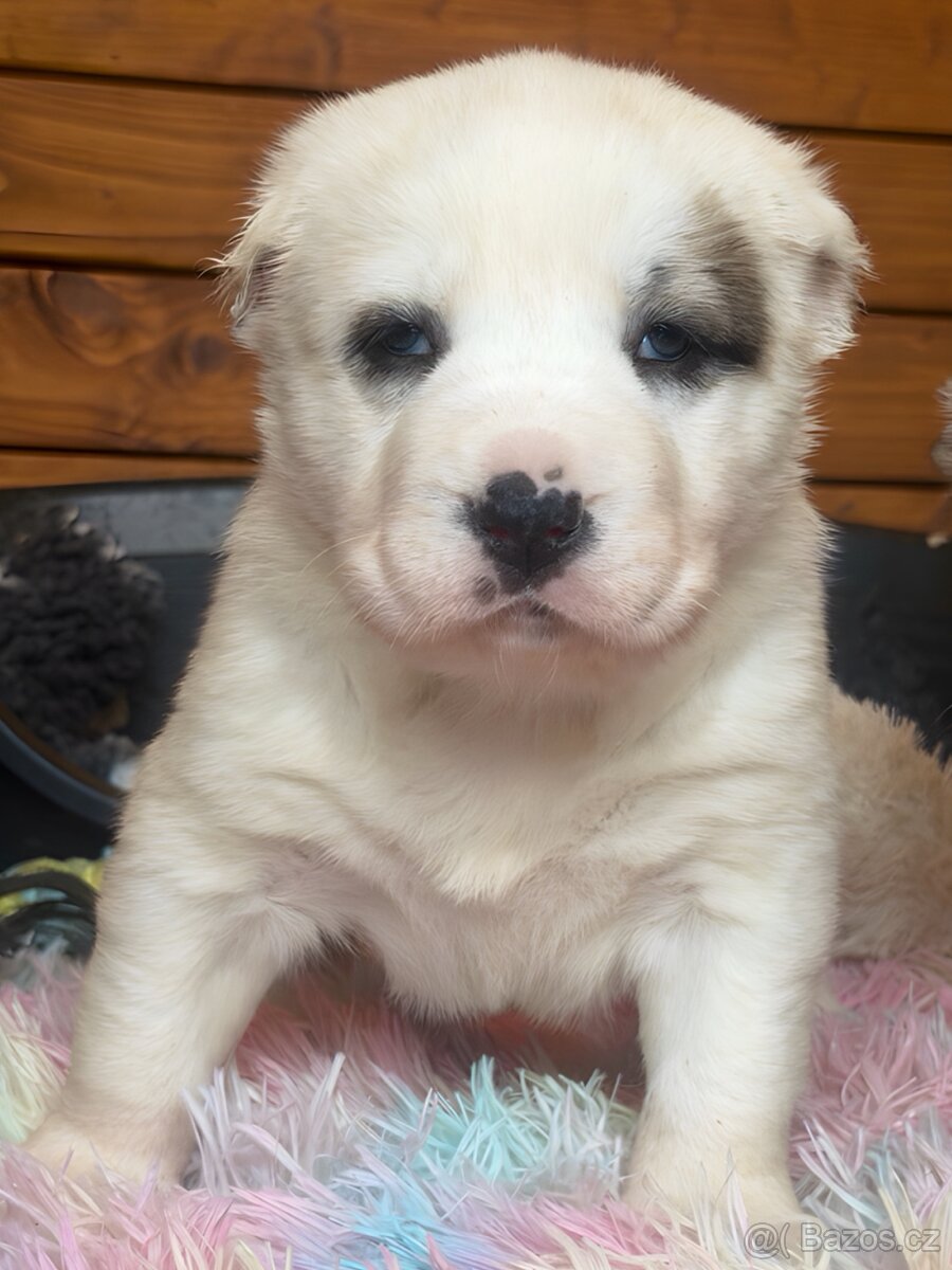 Středoasijský pastevecký pes štěňátka - 2