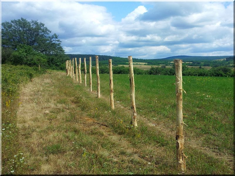 Dubové kůly - 2