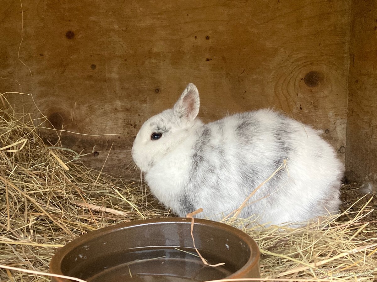 Zakrslý králíček - 2