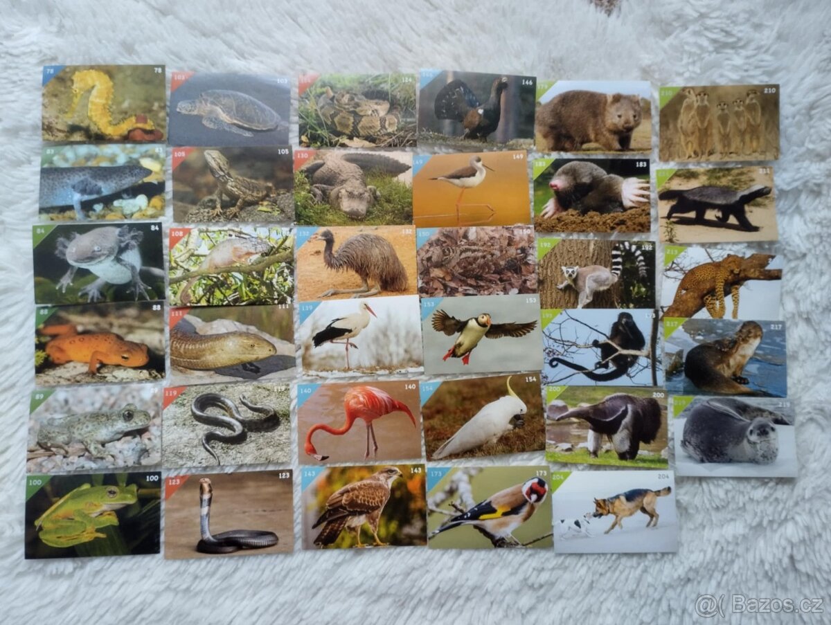 Animal kingdom samolepky - 2