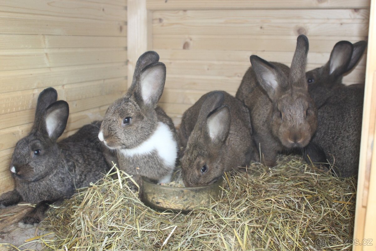 Vídeňský králík - 2