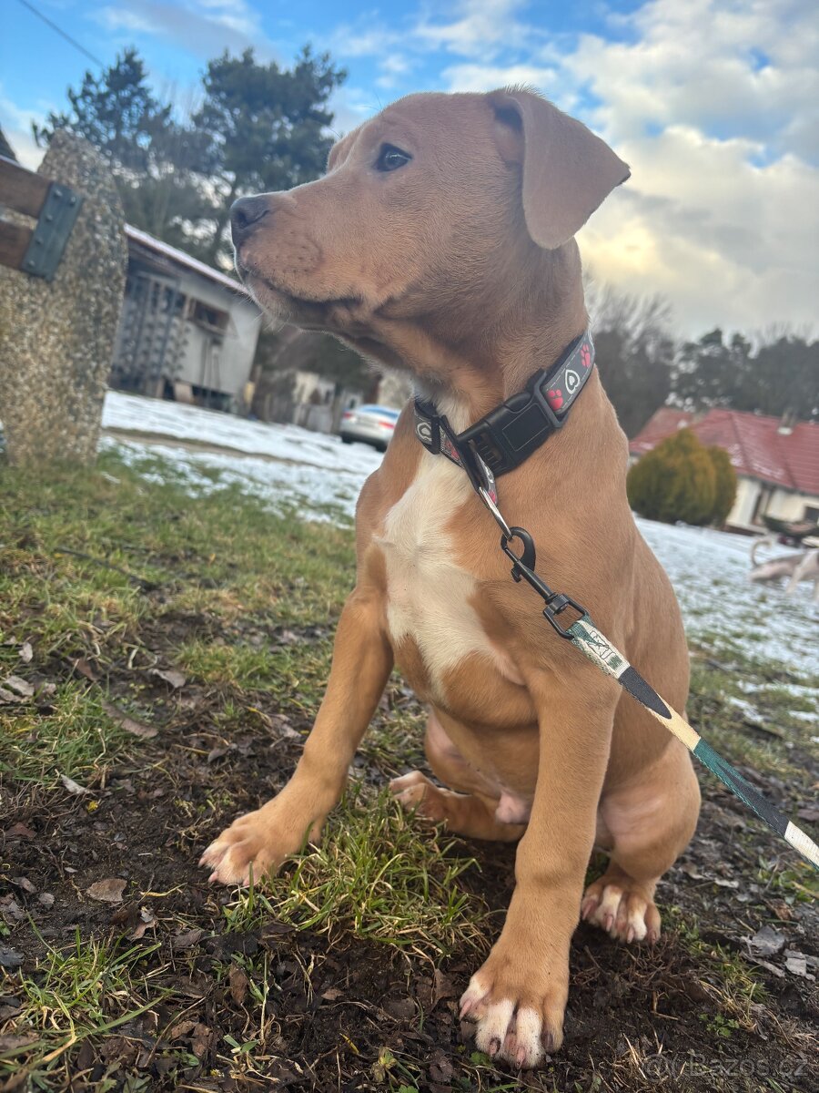 Americký stafordsirsky terier, Stafford, amstaf - 2