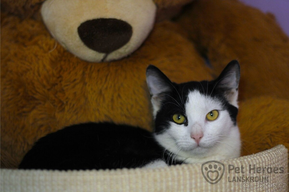 Maverick ❤ citlivý krasavec ❤ - 2