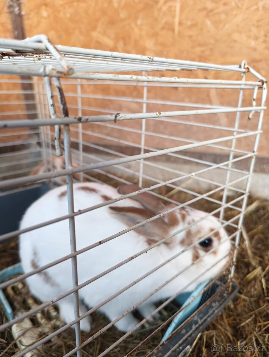 Králíček - samička 2 roky - 2