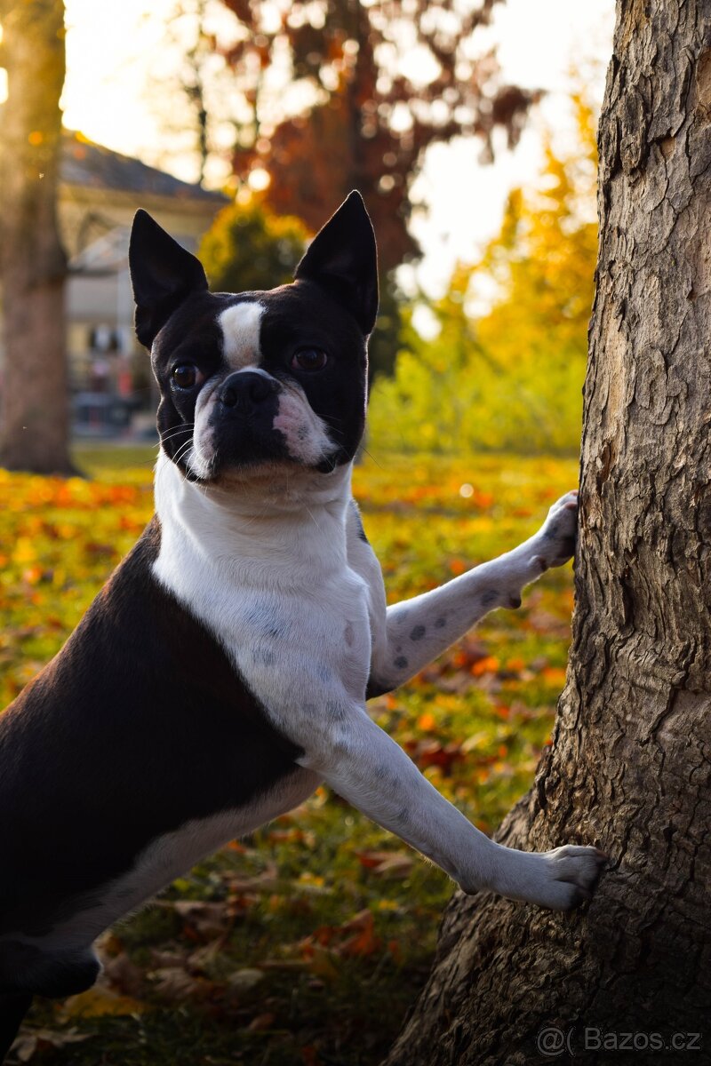 Bostonský teriér s PP - 2