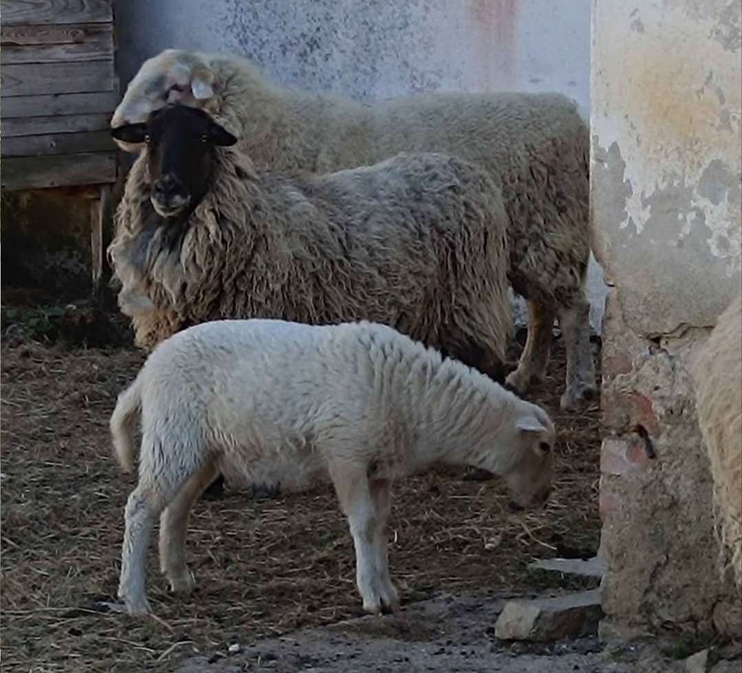 Prodám letošní jehňata a starší ovce - 2