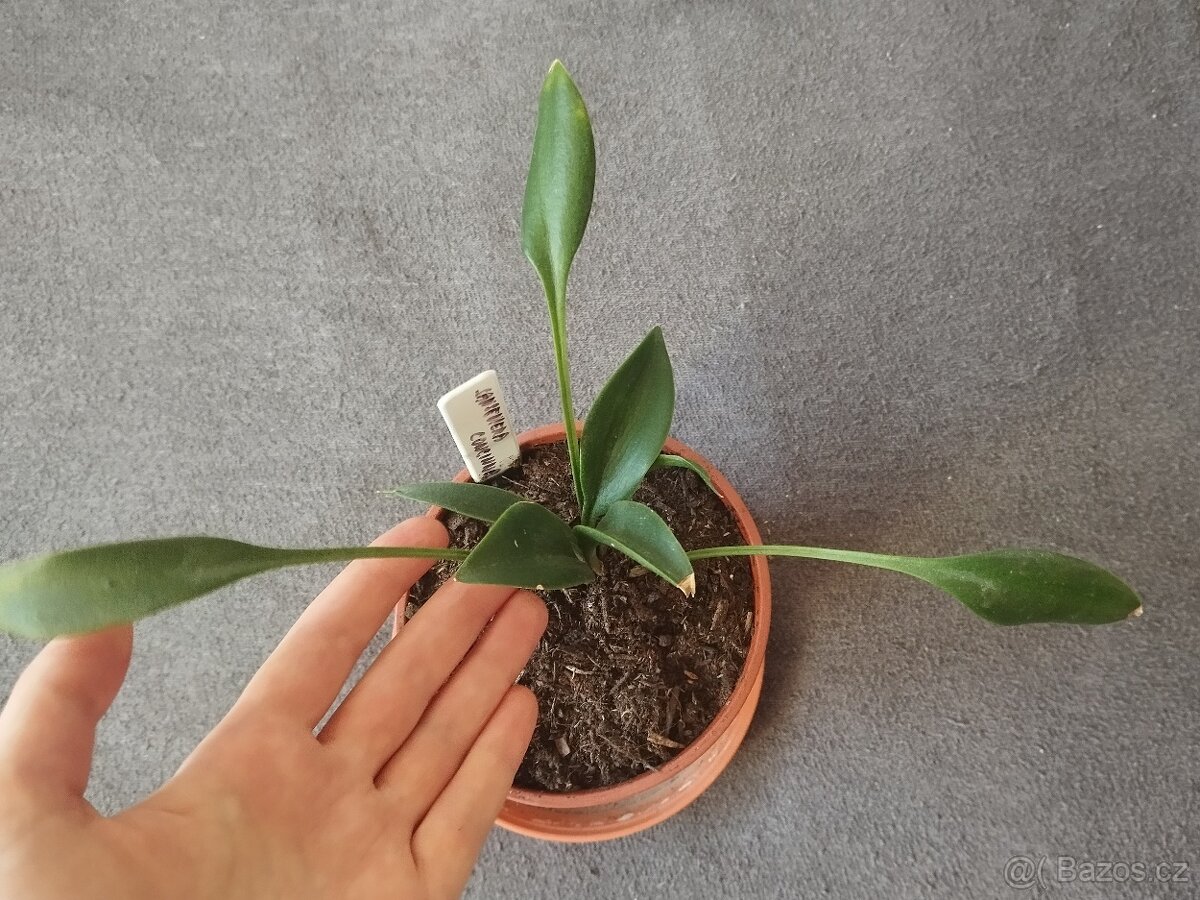 Dracaena spathulata (ex. Sansevieria concinna) - 2