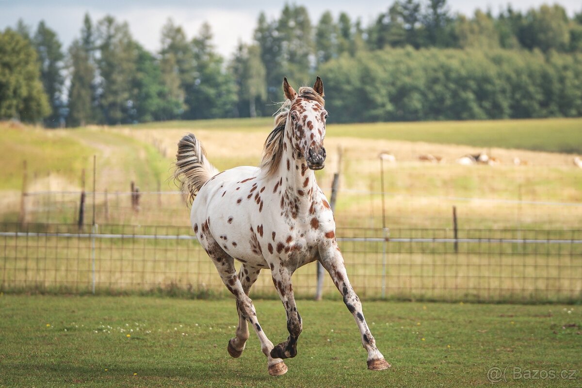 Nádherná klisna sportovního knabstruppera - 2