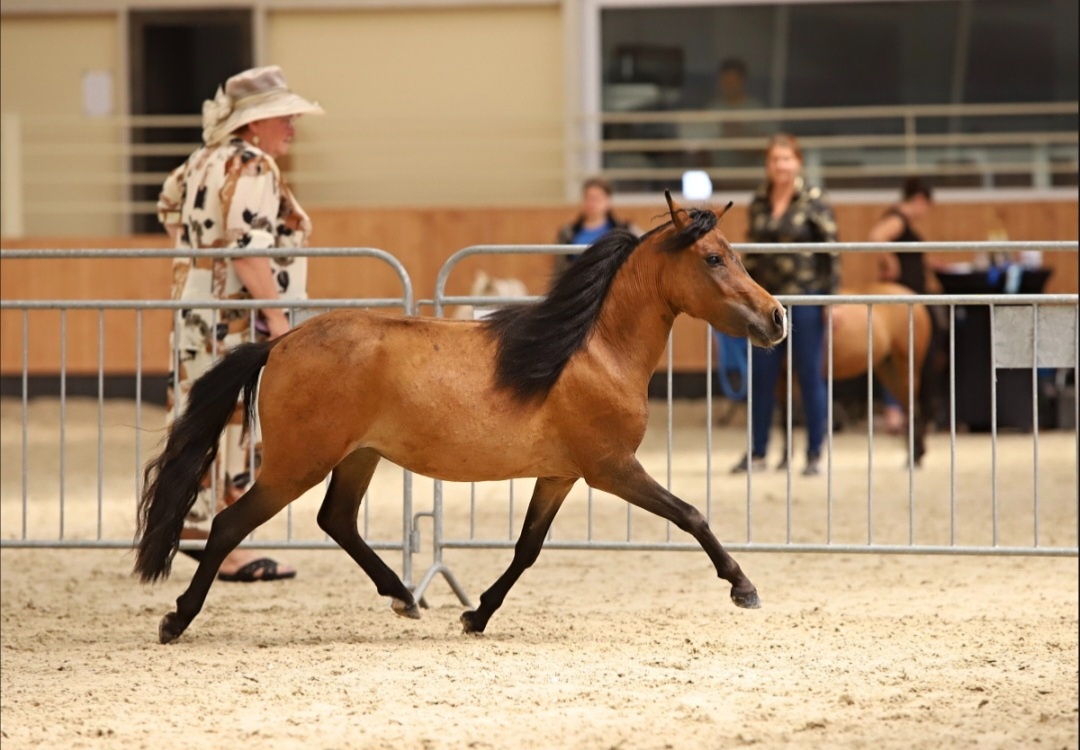 Minihorse klisna - 2