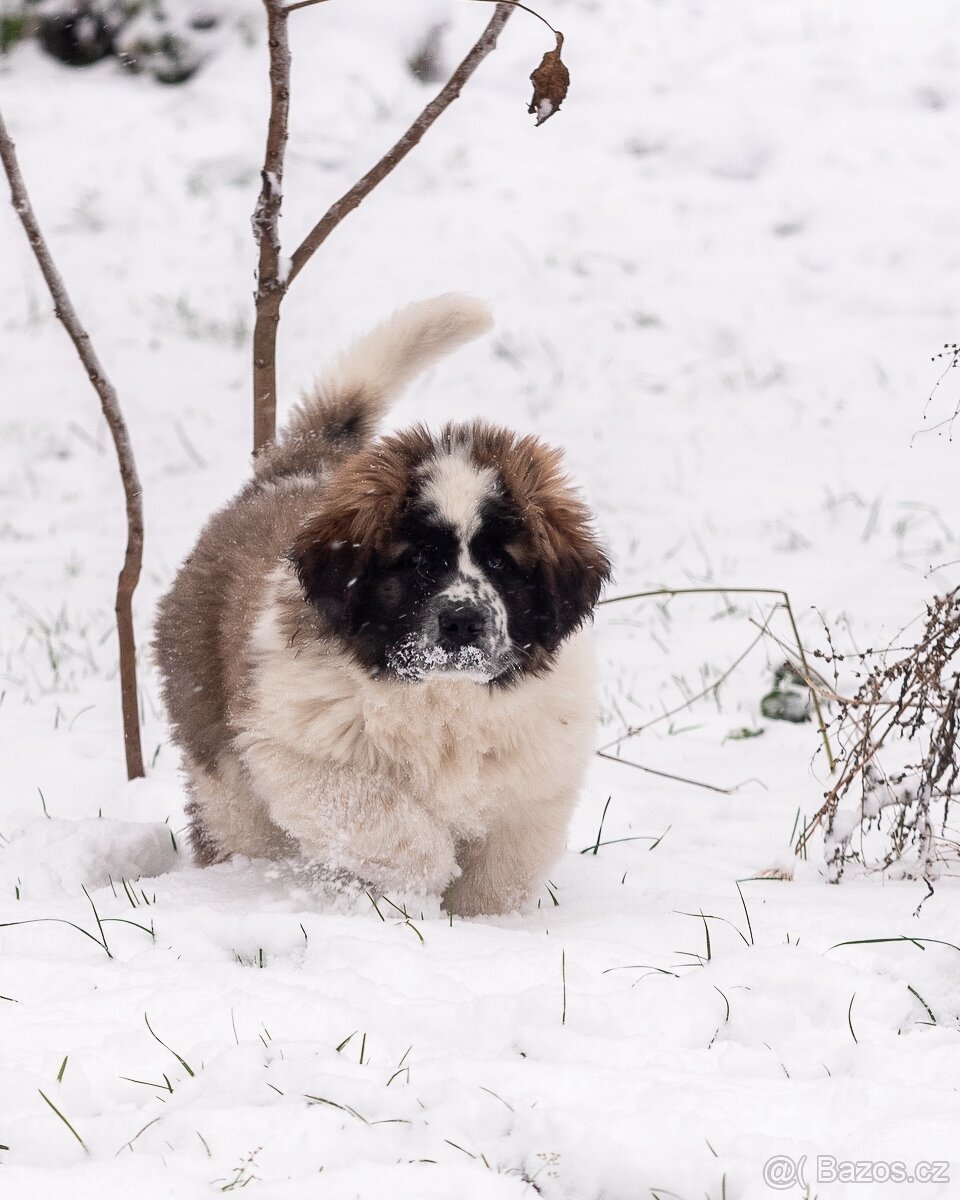 Moskevský strážní pes s PP FCI. - 2