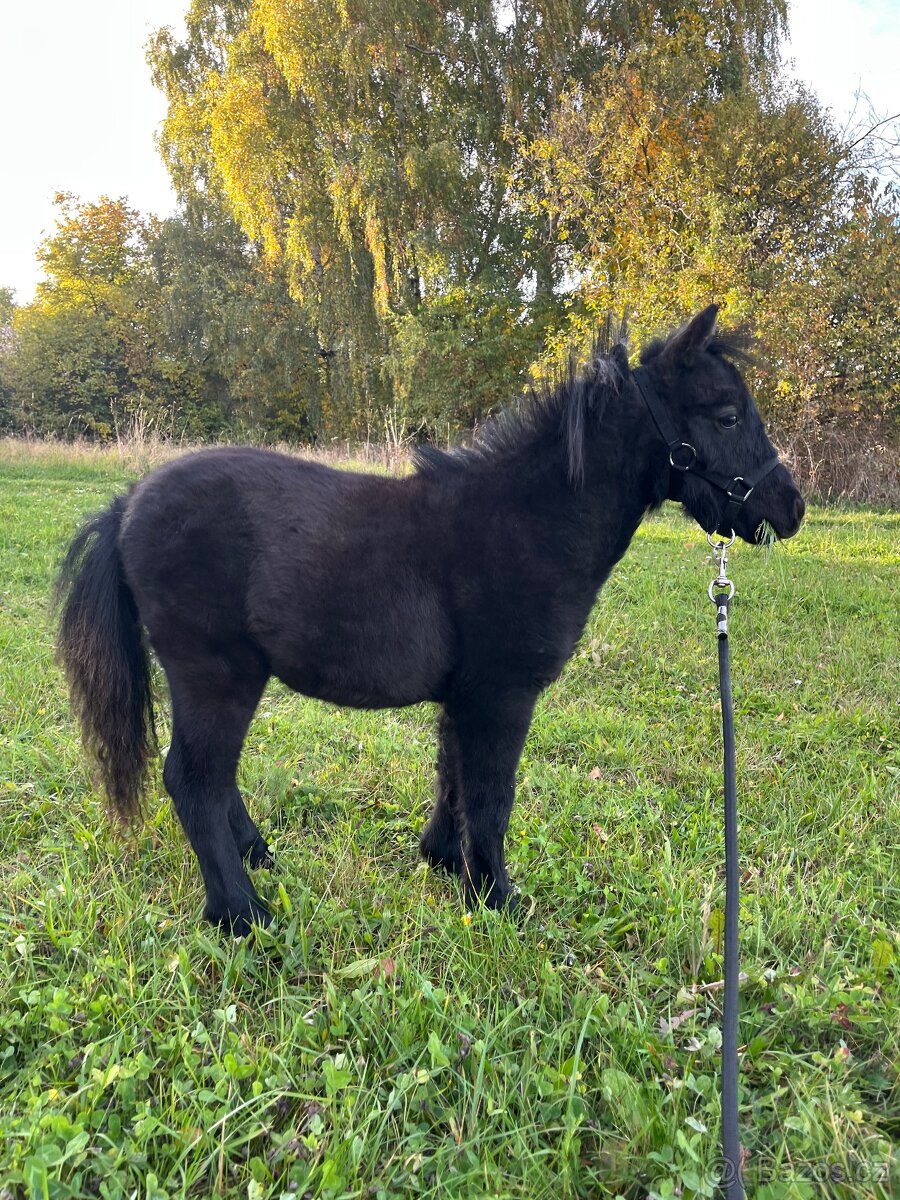 Minihorse hřebeček - 2