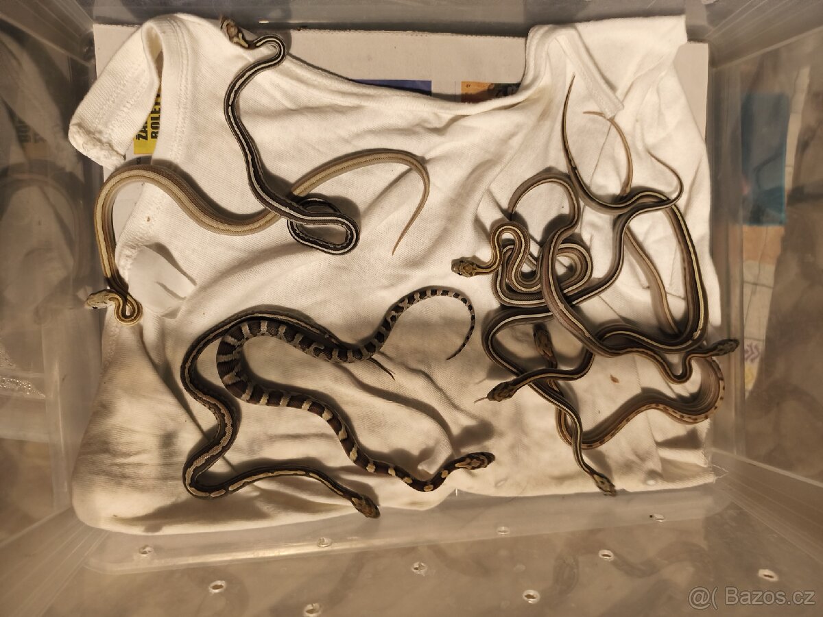 Užovka červená letošní mláďata - 2